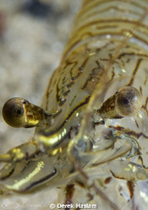 Common prawn. North Wales. D3, 105mm. by Derek Haslam 